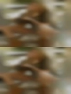 Mature Florida amateur swinger